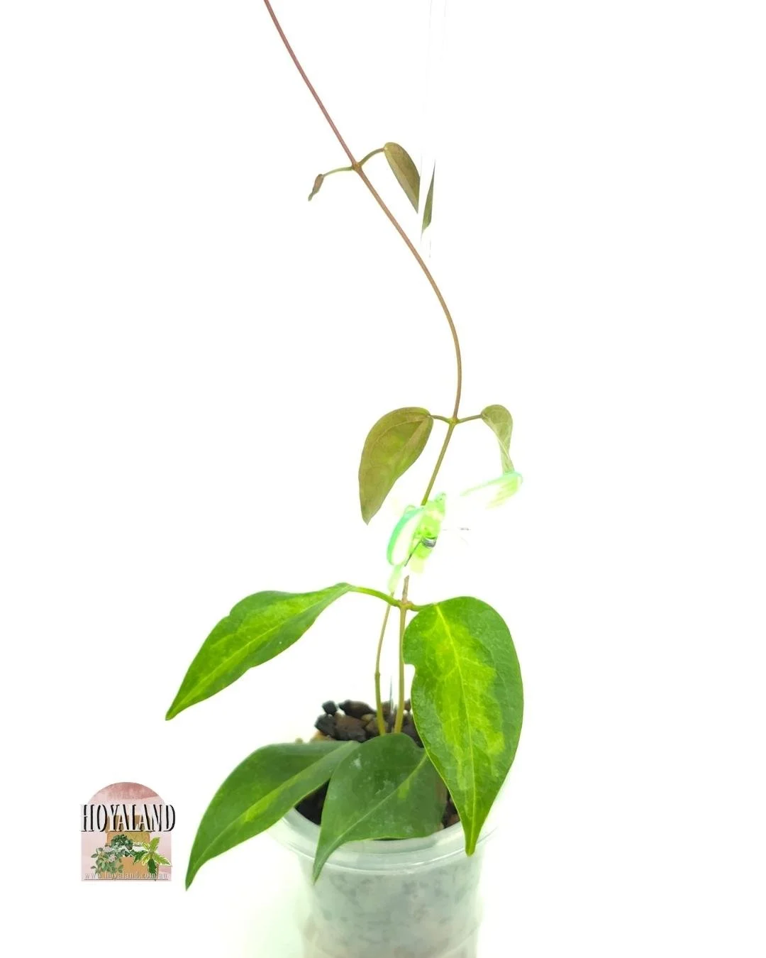 Hoya dennissii frida small (4).jpg