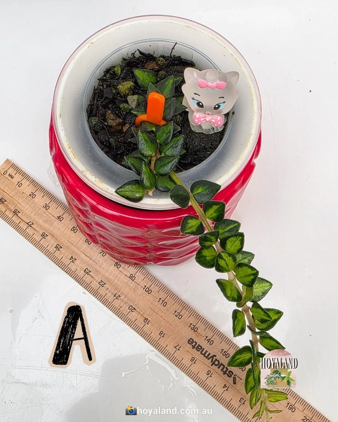 Hoya chinghungensis variegata A (5).jpg