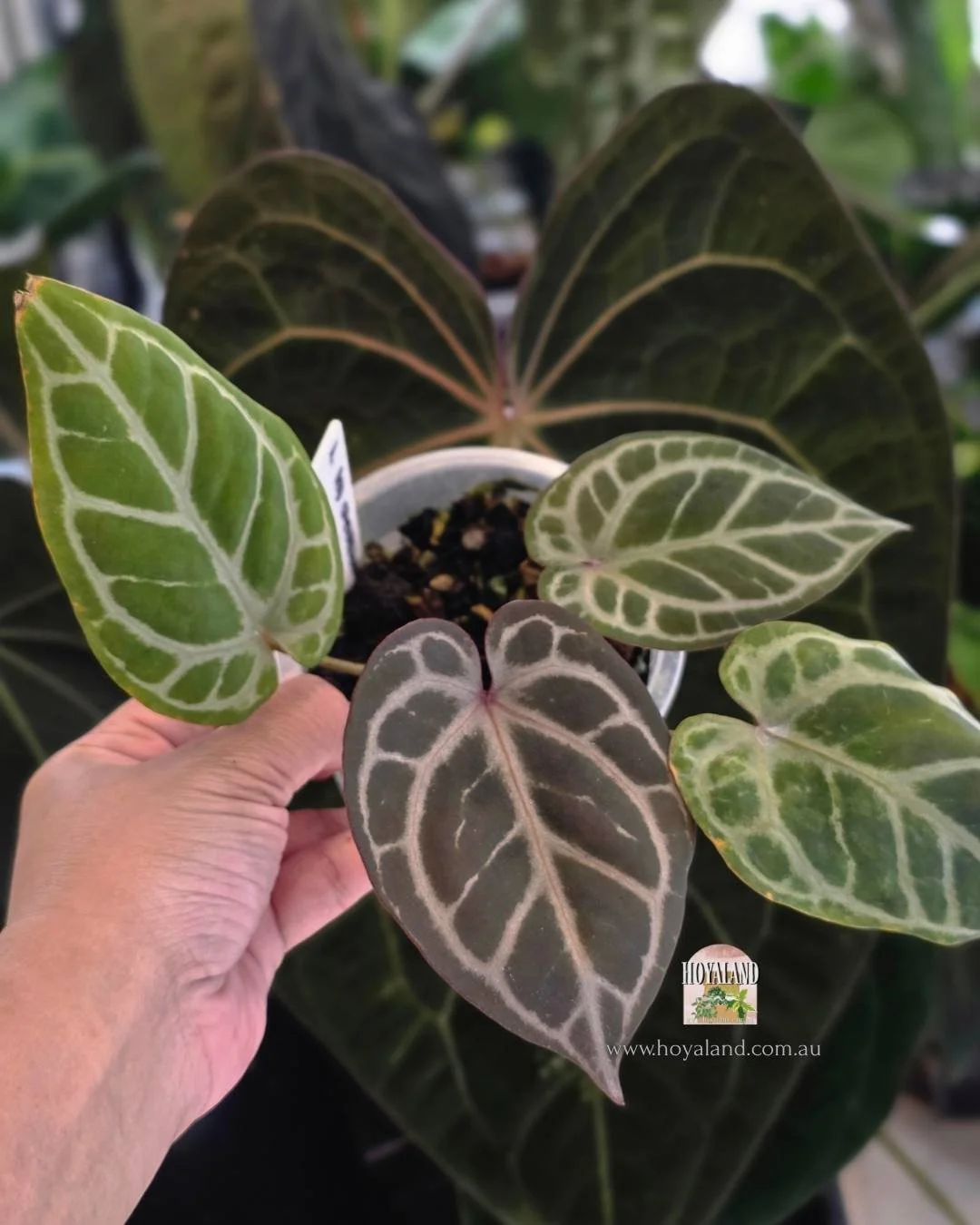 Anthurium RCx (3).jpg