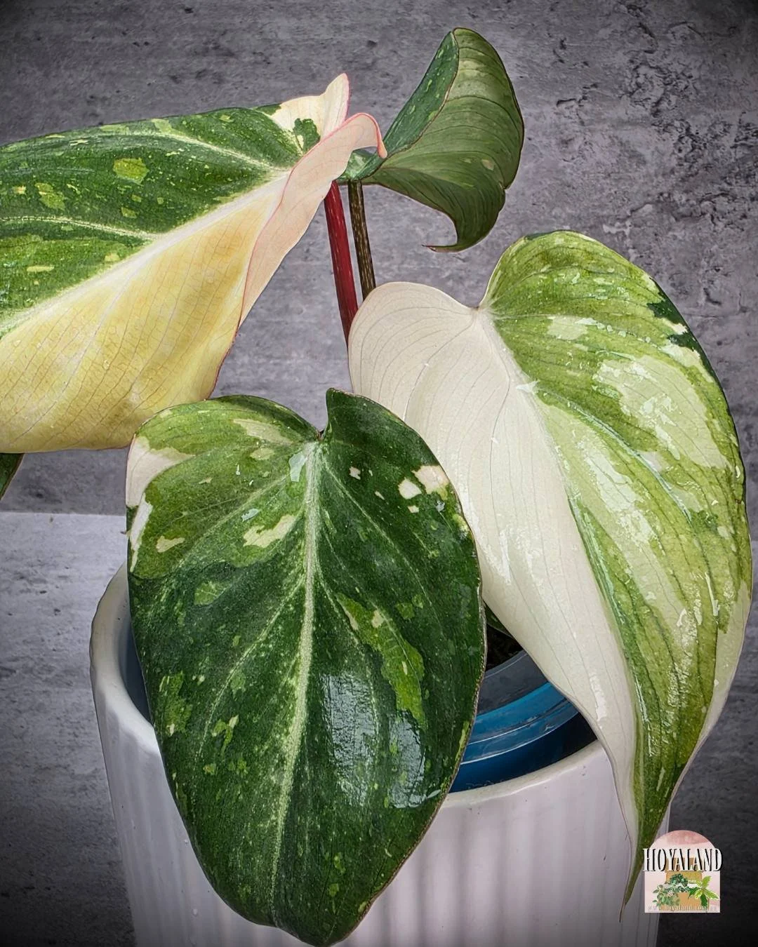 Philodendron gloriosum var (4).jpg