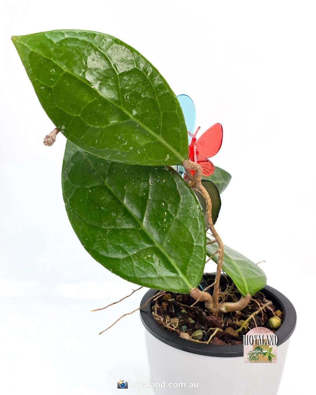 Hoya verticillata Wayang (3).jpg