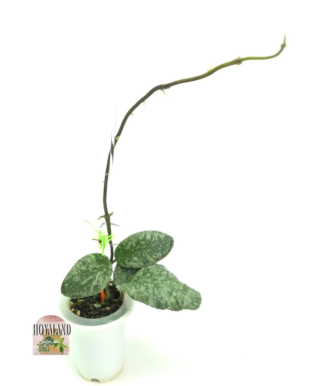 Hoya waymaniae cloudy sky (4).jpg