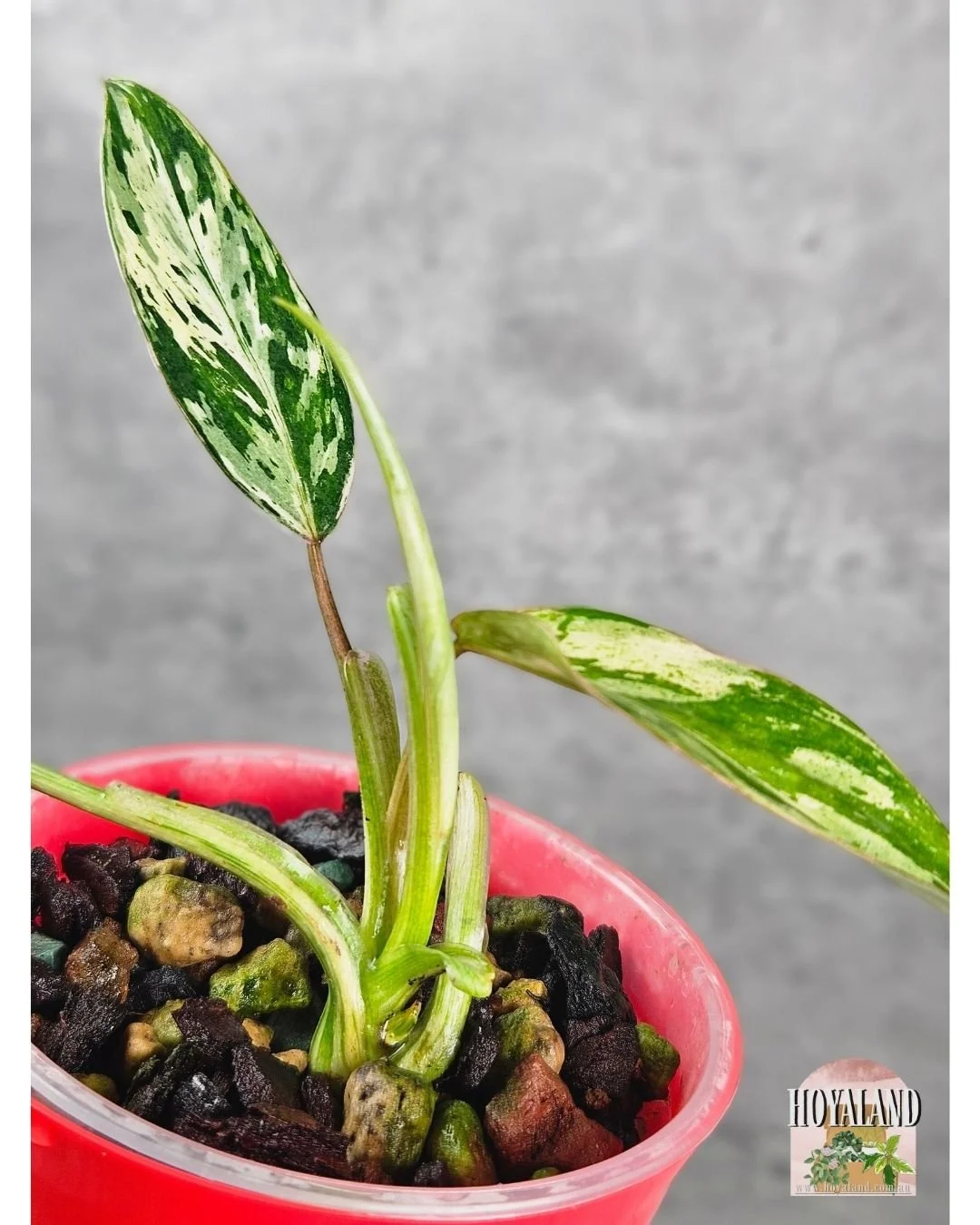 Philodendron emerald queen small (4).jpg