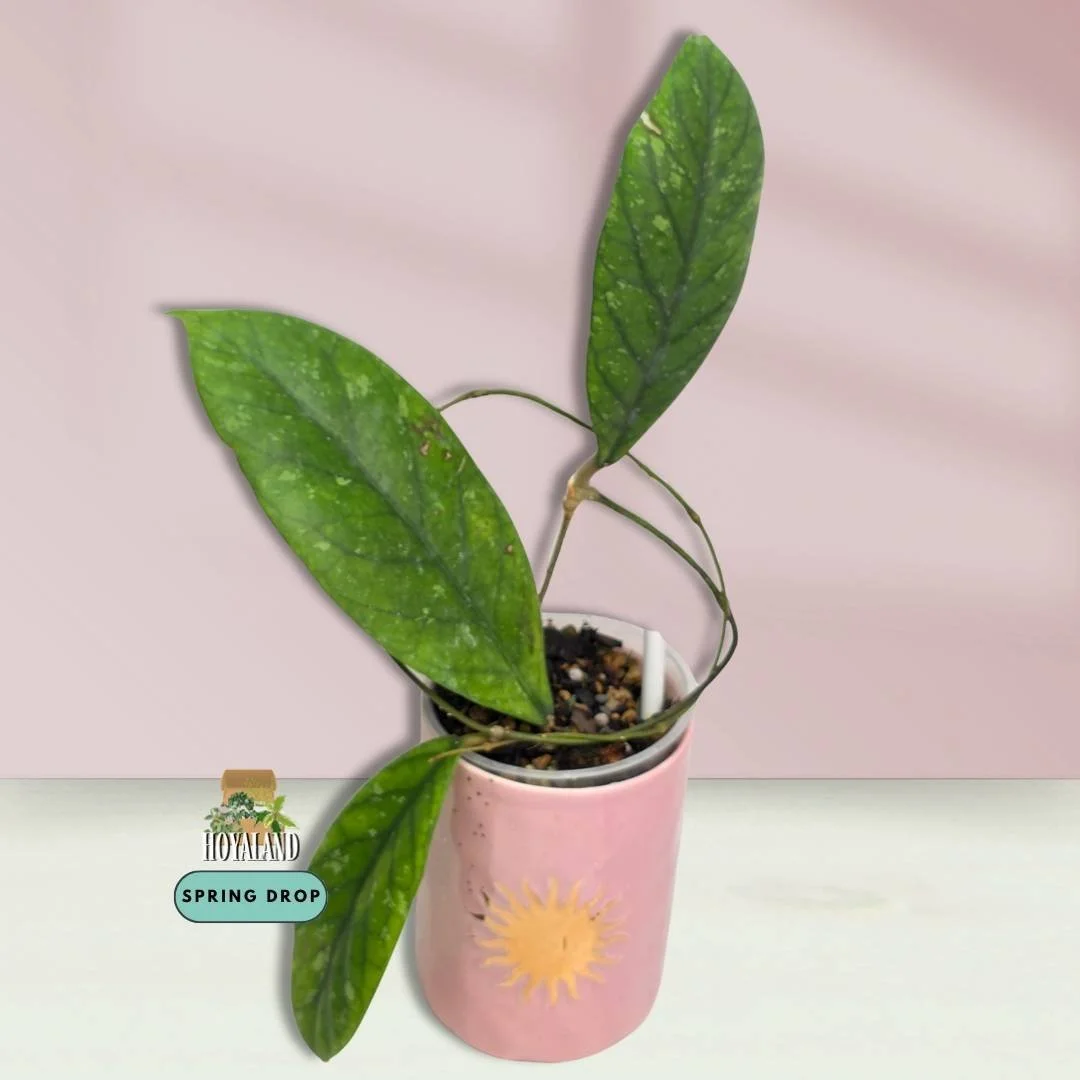 Hoya meredithii aceh (5).jpg