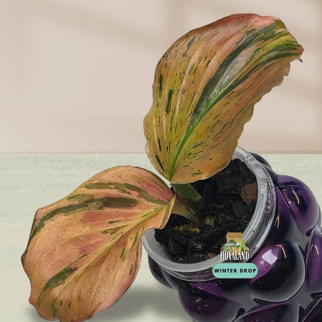 Established Kaempferia pulchra Variegata showing intricate green, orange, bronze, and pink variegated patterns