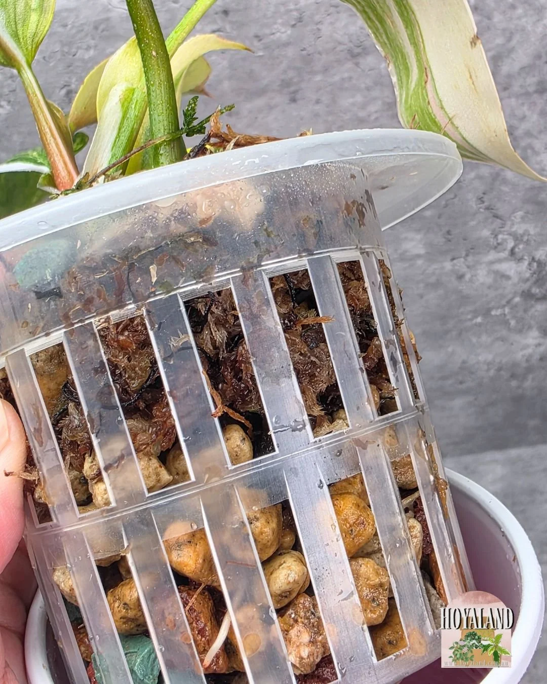 Philodendron White Knight Tricolour (3).jpg