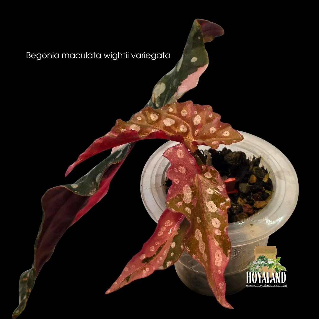 Variegated Begonia maculata Wightii plant with polka dot leaves displaying rare blocks of pastel pink variegation.