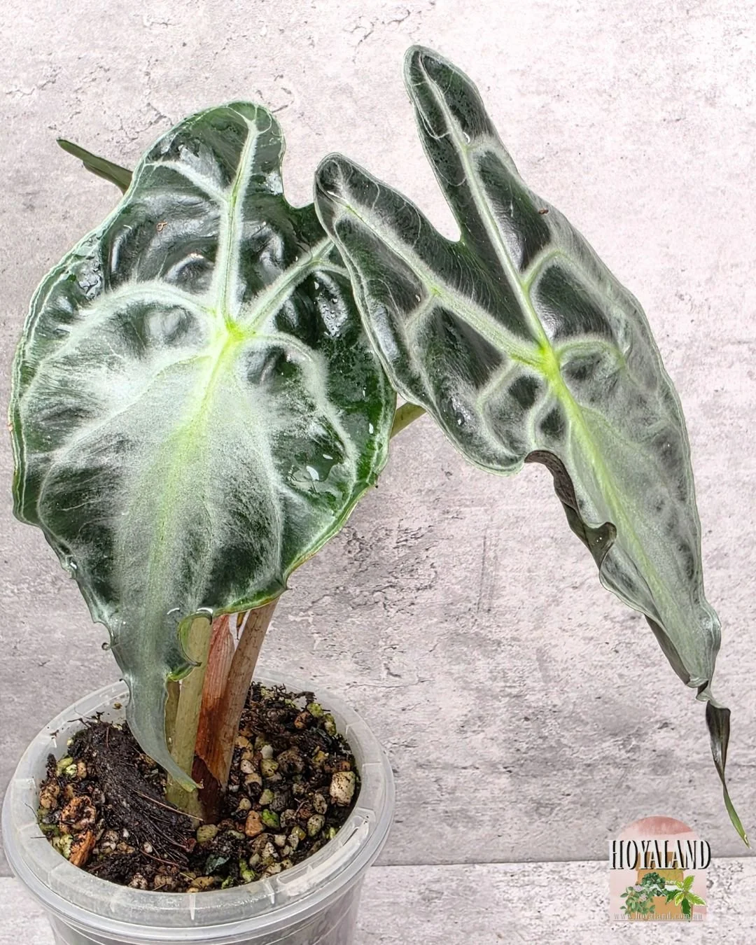 Alocasia venom (7).jpg
