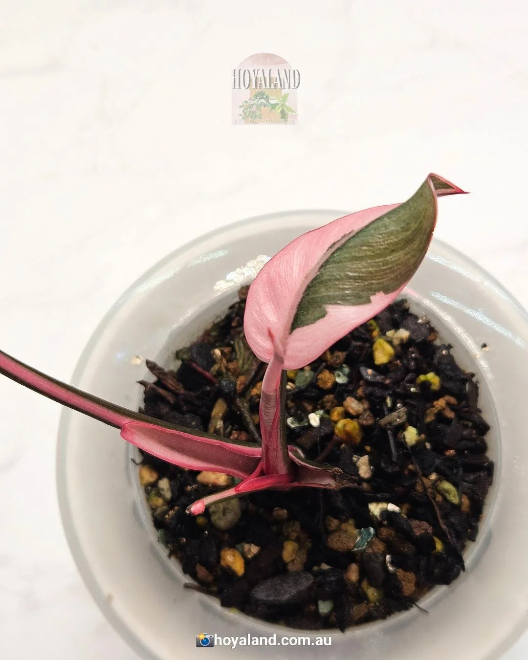 Pink princess mutation (5).jpg