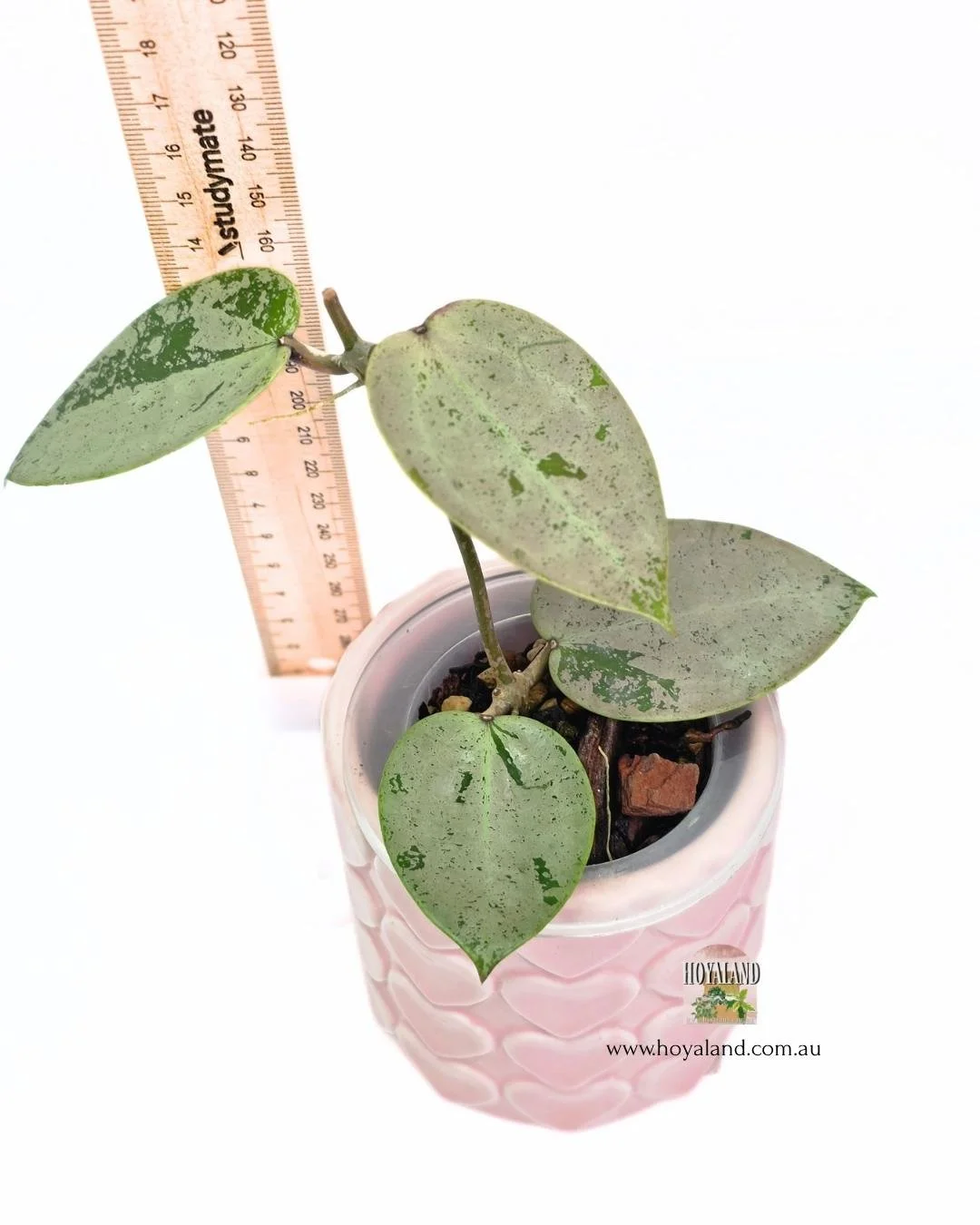 Hoya heart leaf silver (2).jpg