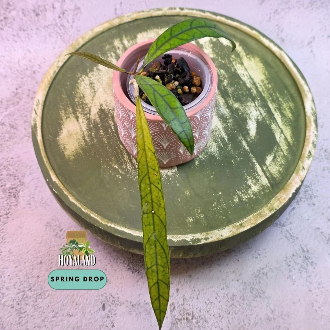 Hoya callistophylla 'Jungle Spear' (Elongated Lanceolate Form – High-Contrast Reticulated Veins)
