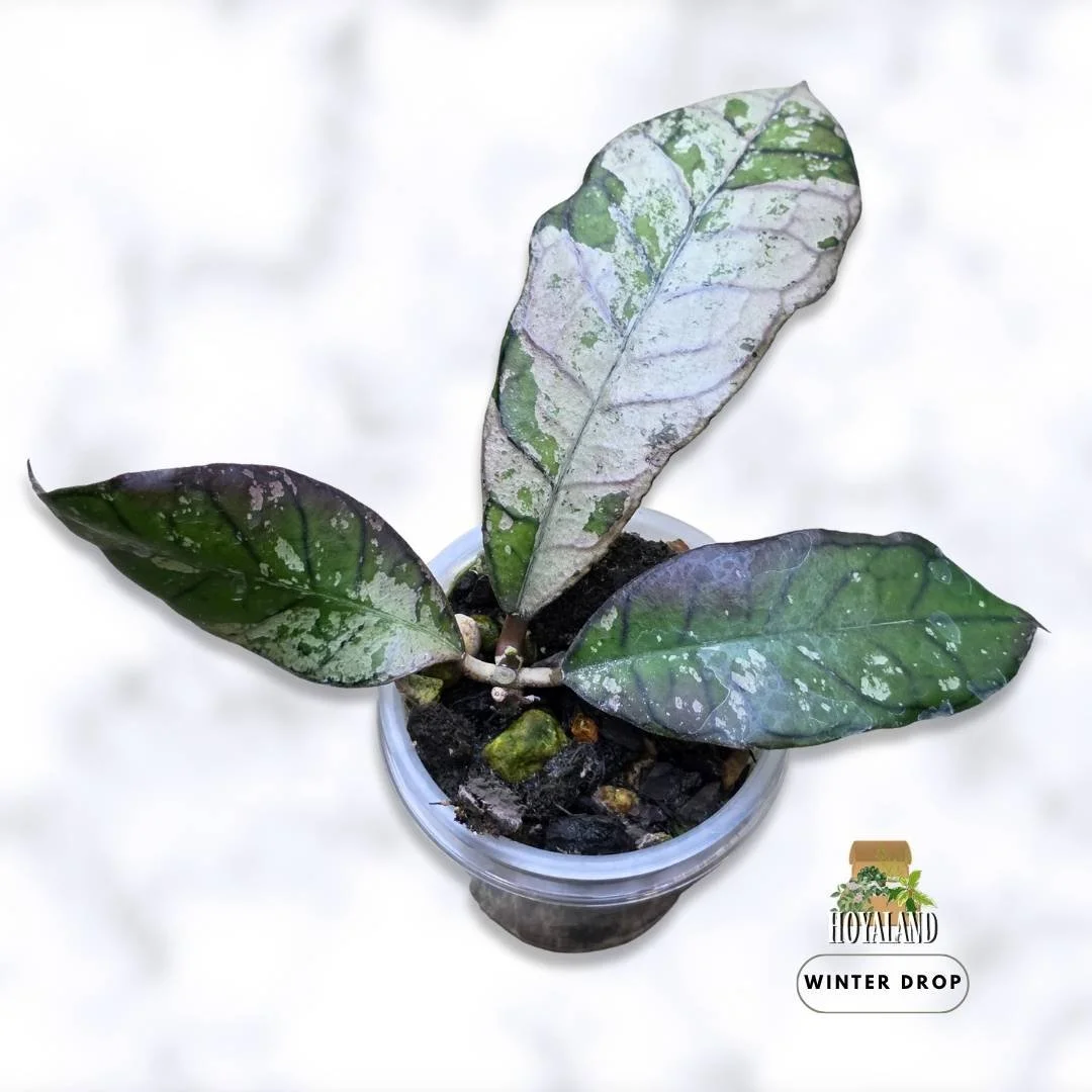 hoya-gunung-gading-silver-variegated-collector-plant (2).jpg