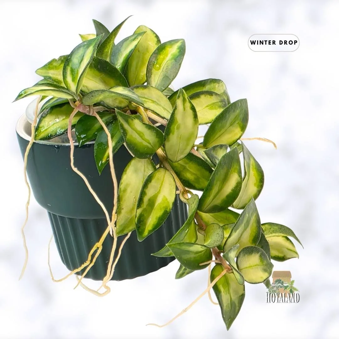 buy-rare-hoya-lacunosa-bruno-wavy-tricolor-leaves-australia.webp (2).jpg