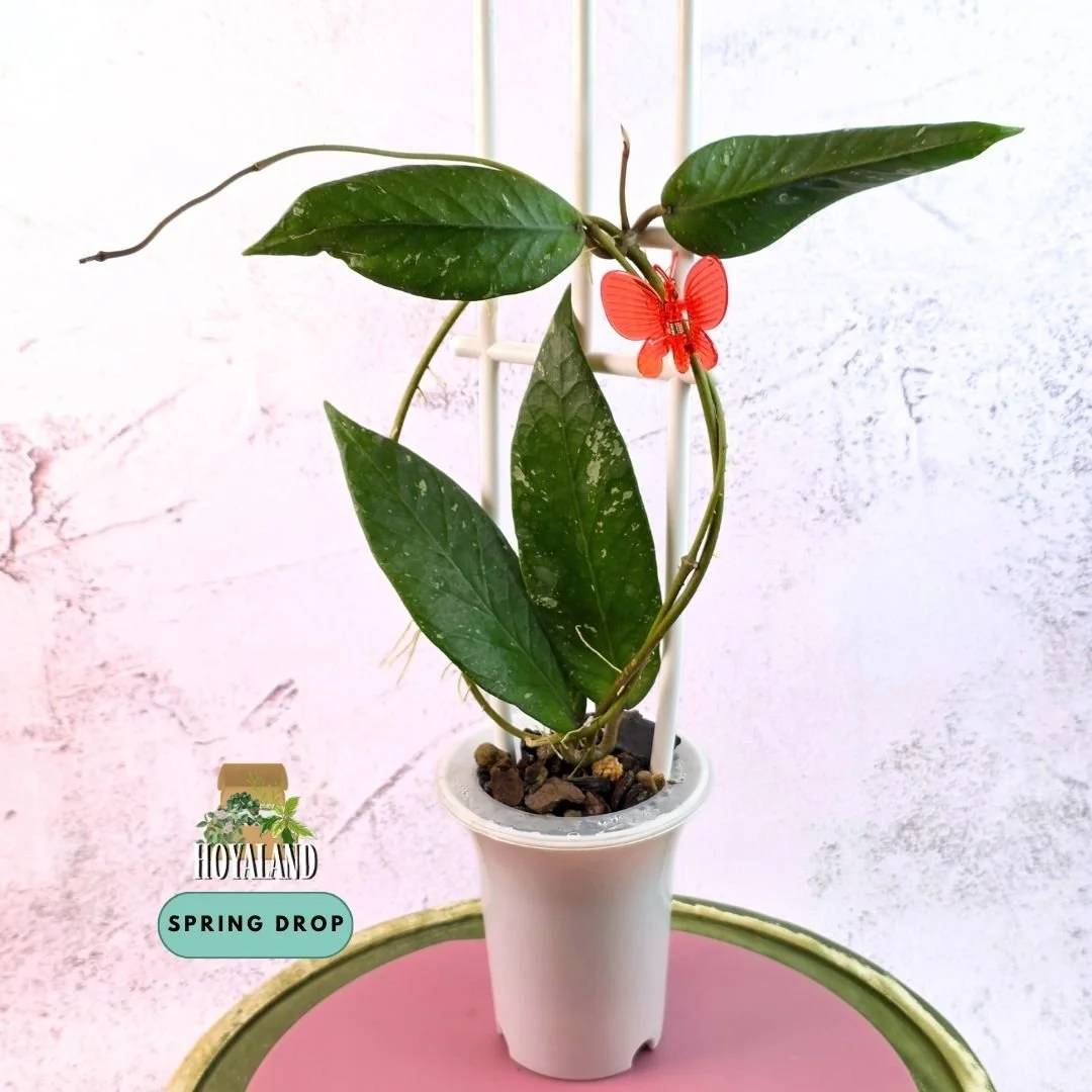 Hoya sp Aceh Rhino 2 (5).jpg