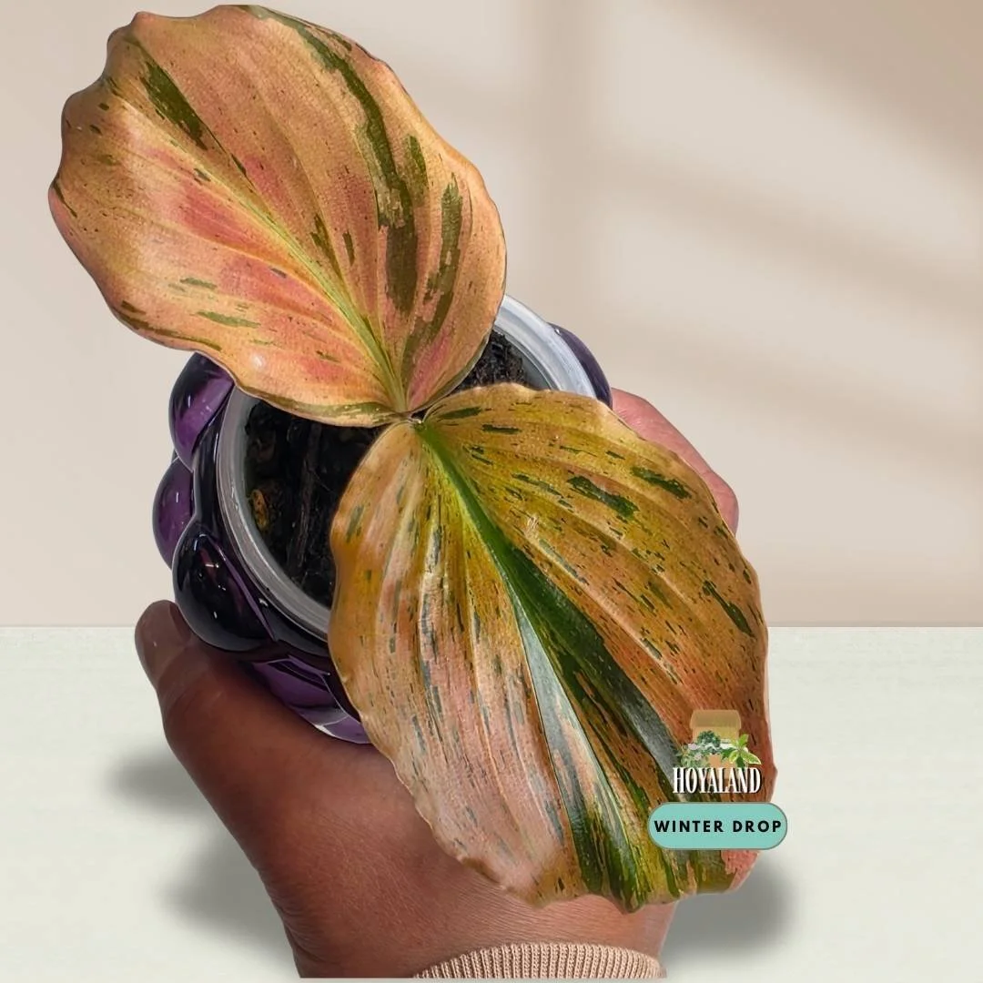 Established Kaempferia pulchra Variegata showing intricate green, orange, bronze, and pink variegated patterns