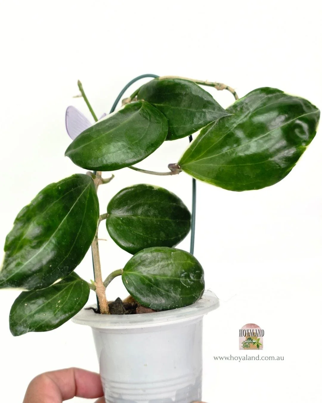 Hoya quinquinervia albo (2).jpg