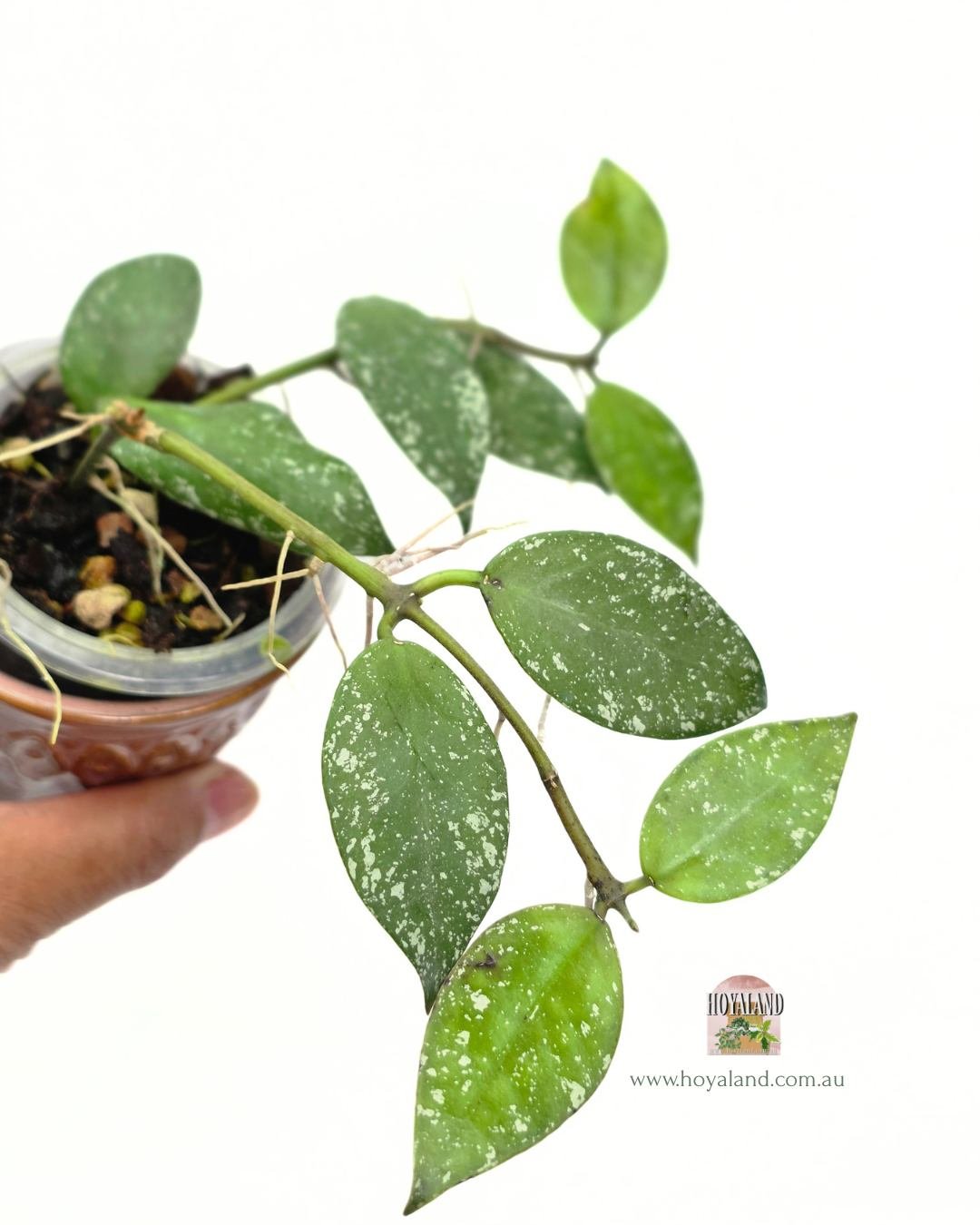 Hoya nabawanensis splash.jpg