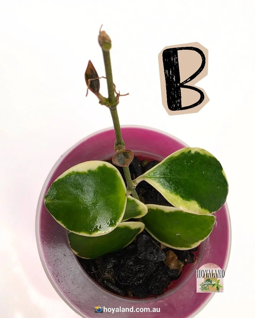 🌞 Hoya Palta Albo aka Hoya incurvula 'Albomarginata' B 🩷