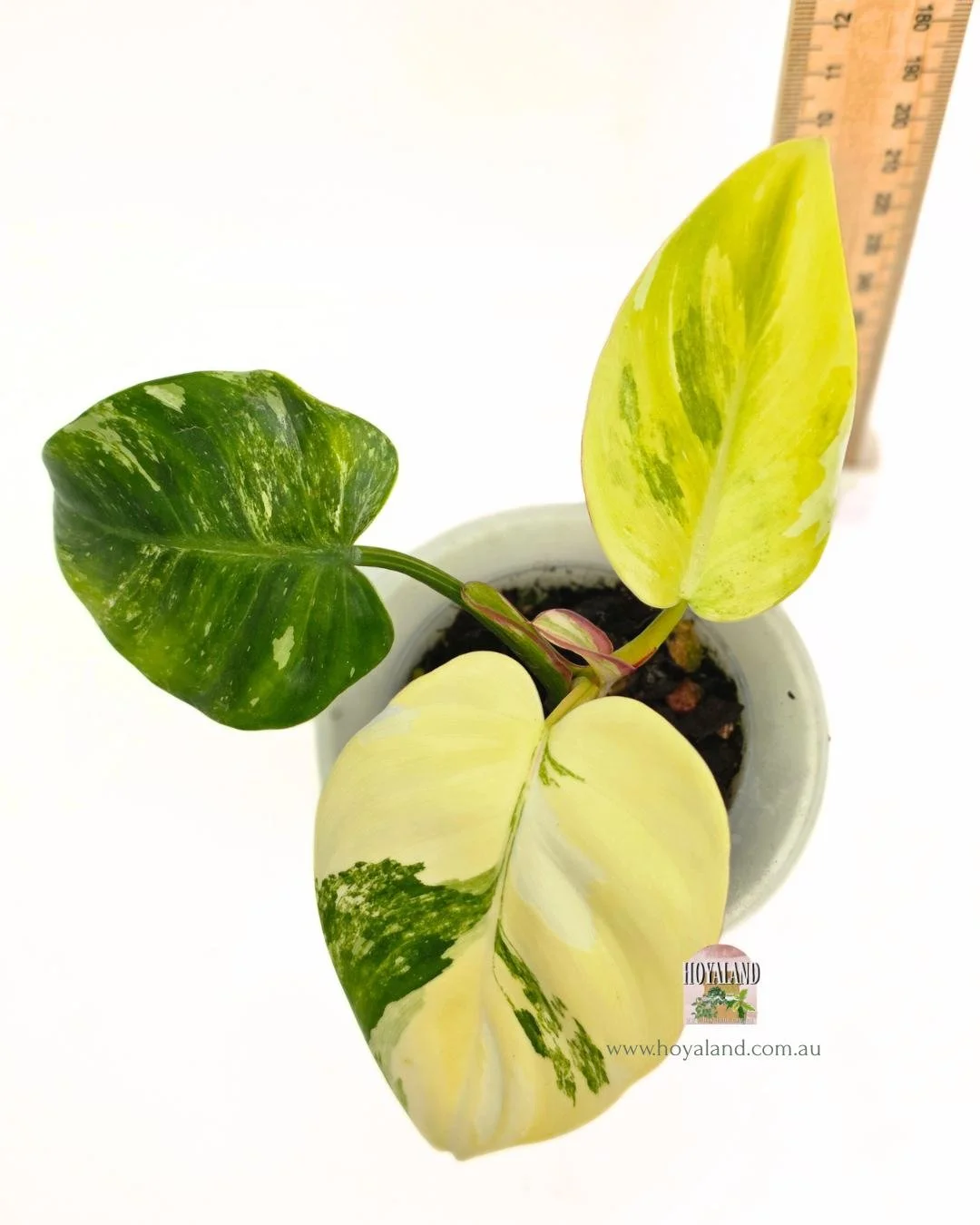 Philodendron white princess aurea tricolour (2).jpg