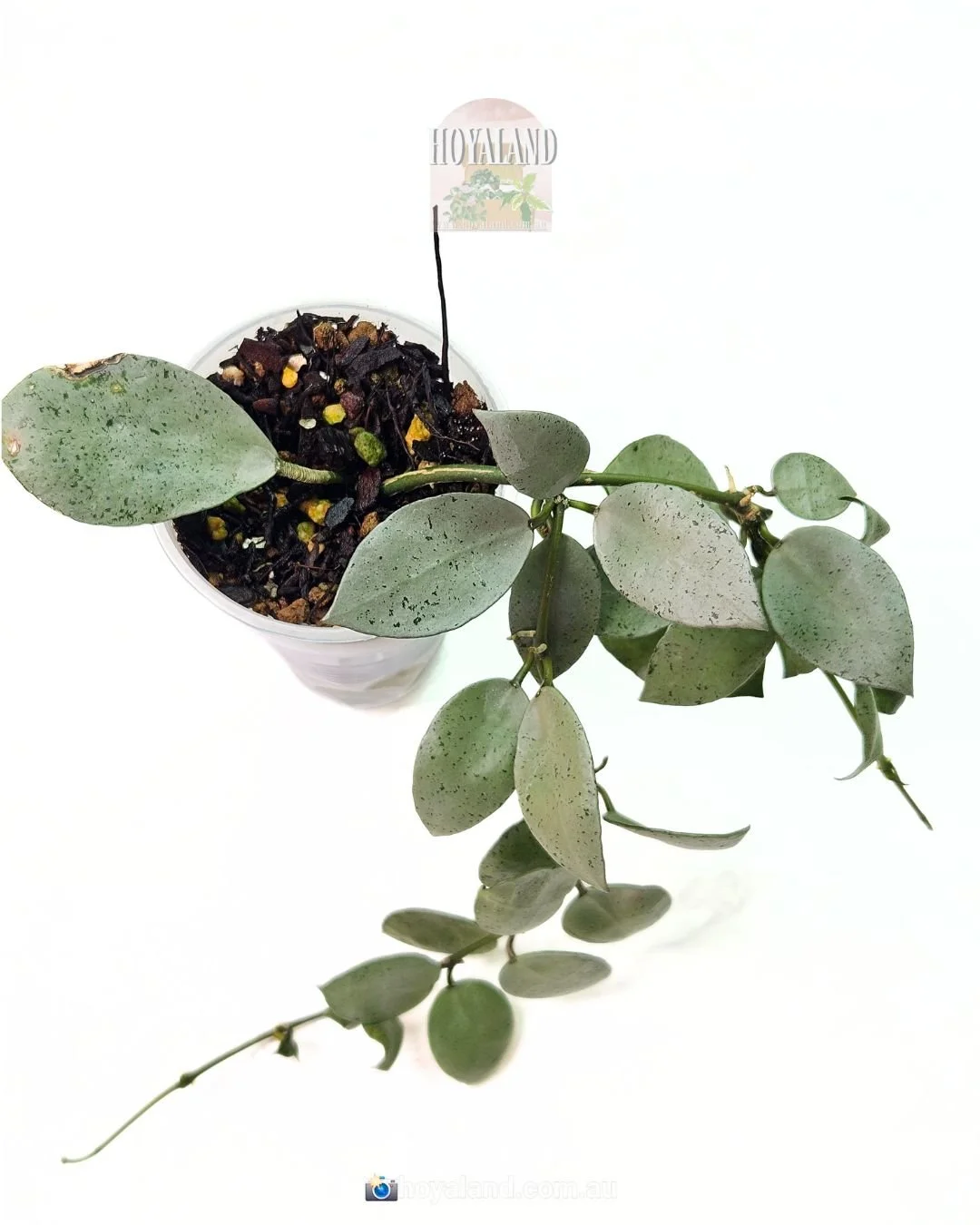 Hoya lacunosa mint coin (4).jpg