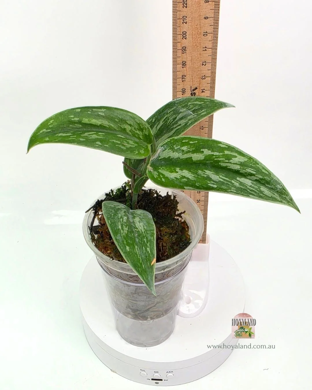 Scindapsus green army narrow (6).jpg