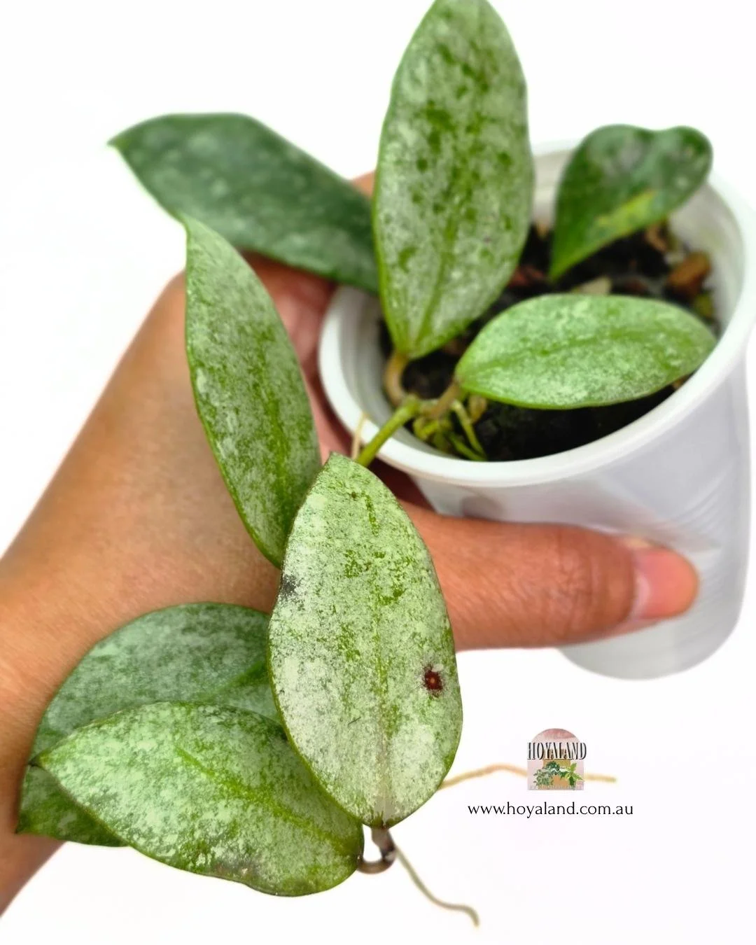 Hoya sp kinabalu.jpg