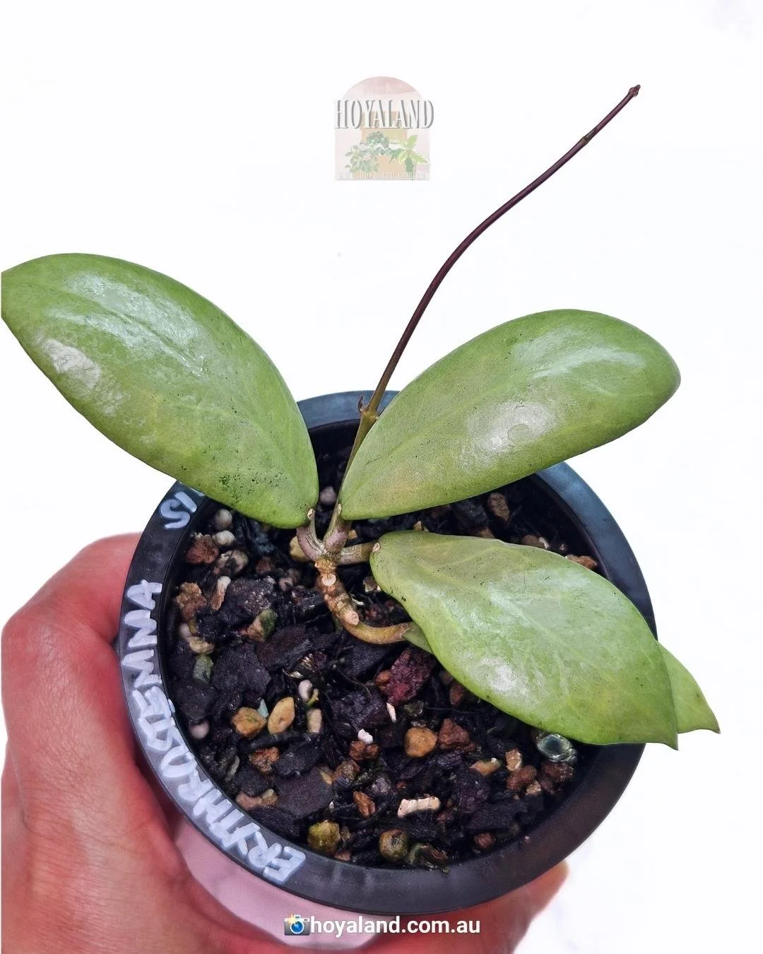 Hoya erythrostemma silver (2).jpg