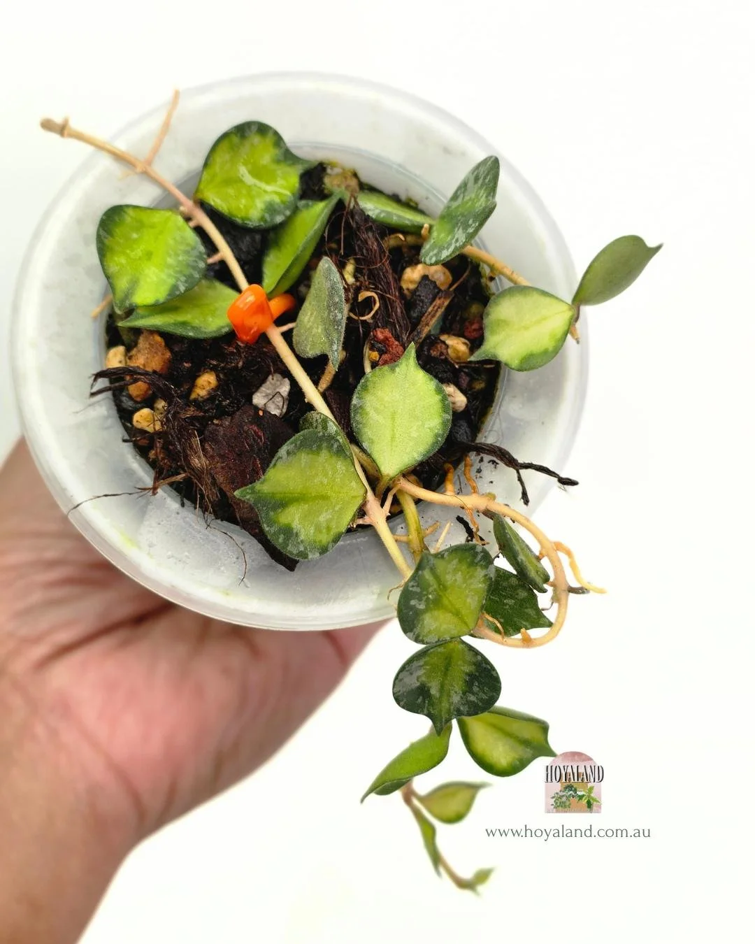 Hoya curtisii variegata (7).jpg