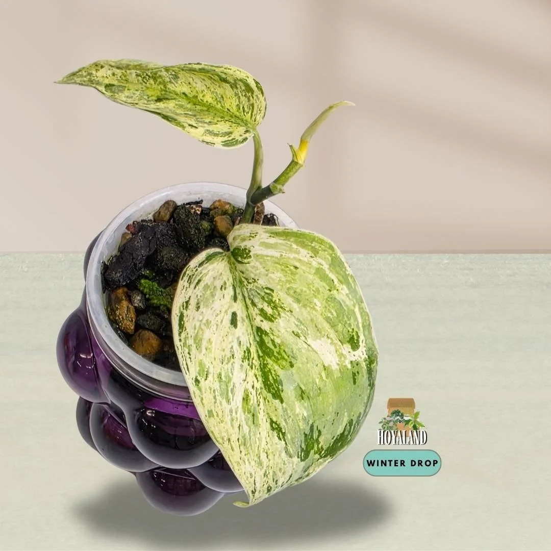 Established Scindapsus Tembaga with thick velvety dark leaves and subtle close-up copper sheen