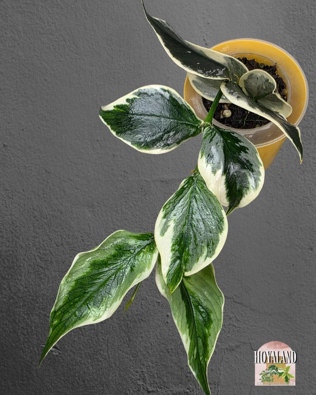 Hoya polynuera diem fairy (3).jpg