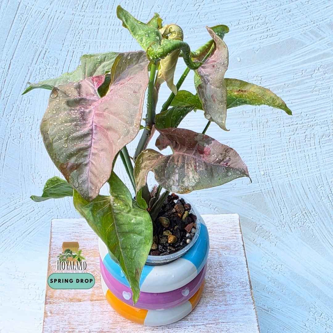 Syngonium double pink variegated 1 (5).jpg