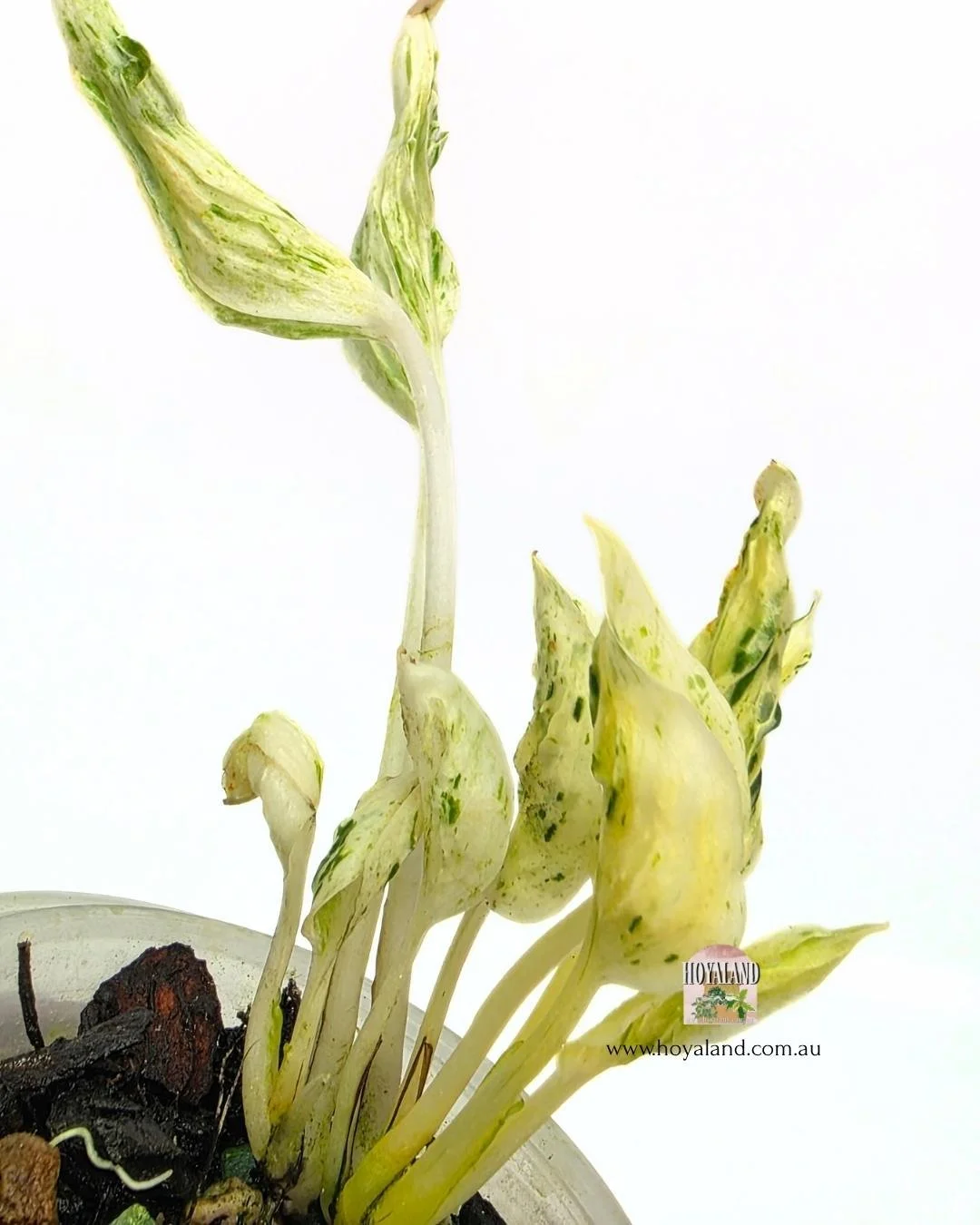 🍂 Epipremnum 'Teruno Love Song' Variegated | Established Rare Specimen