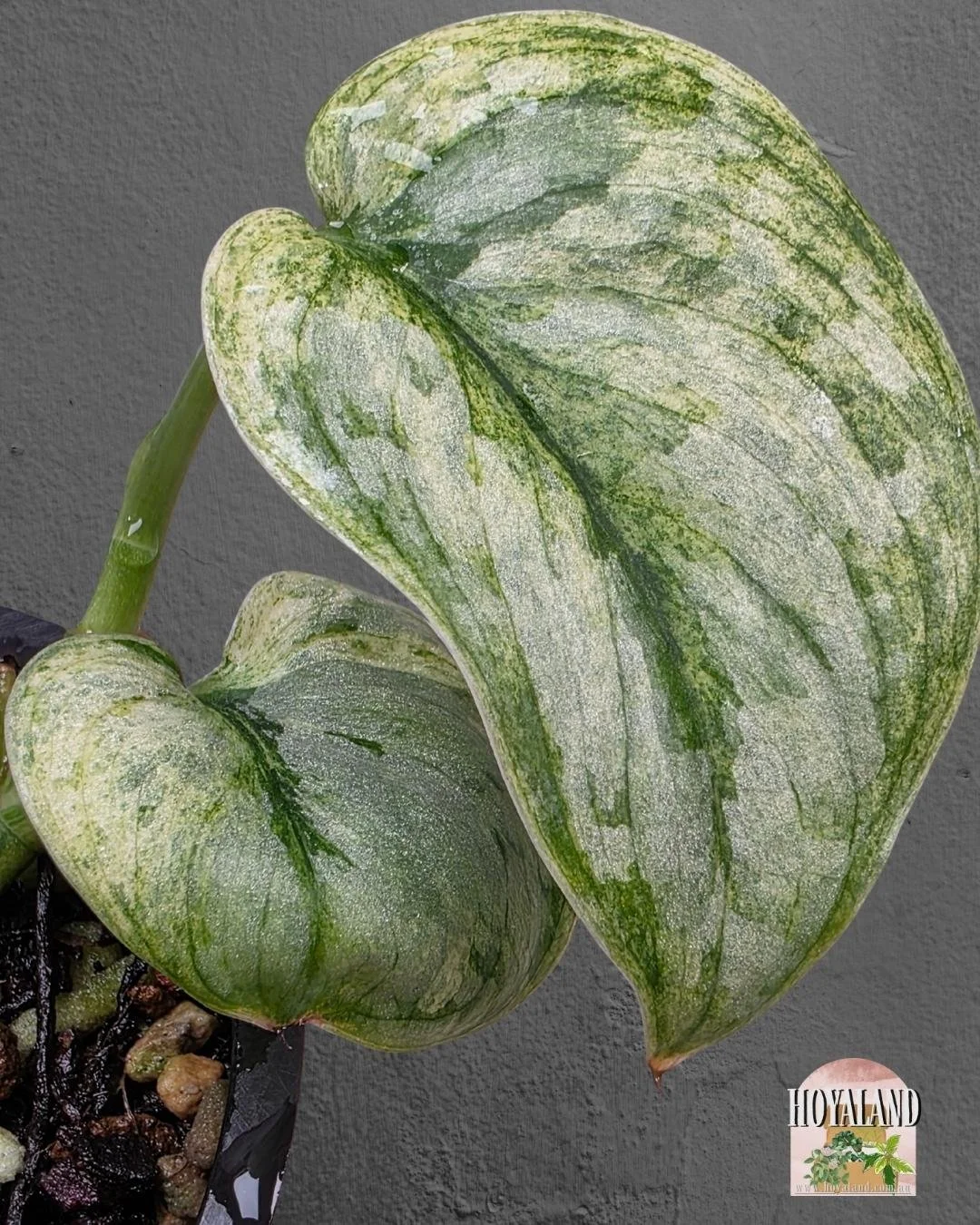 Scindapsus Tembaga (2).jpg