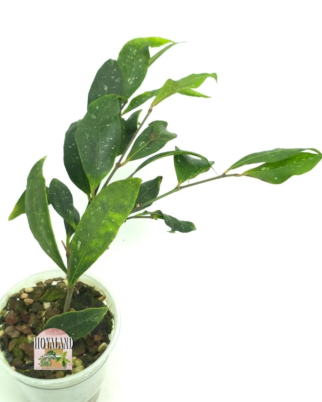 🌞 Hoya amicabilis | Easy Growing | Frequent Flowers 🎇