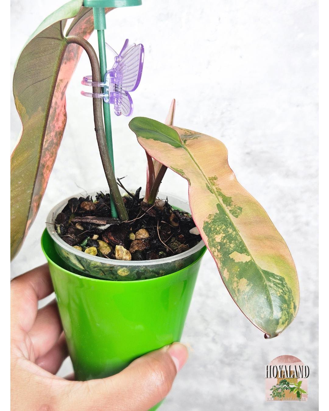 🌞 Philodendron 'Brown Beauty' Variegata  TIP - FB x Black Billie (Aroid Unicorn) ⛈️