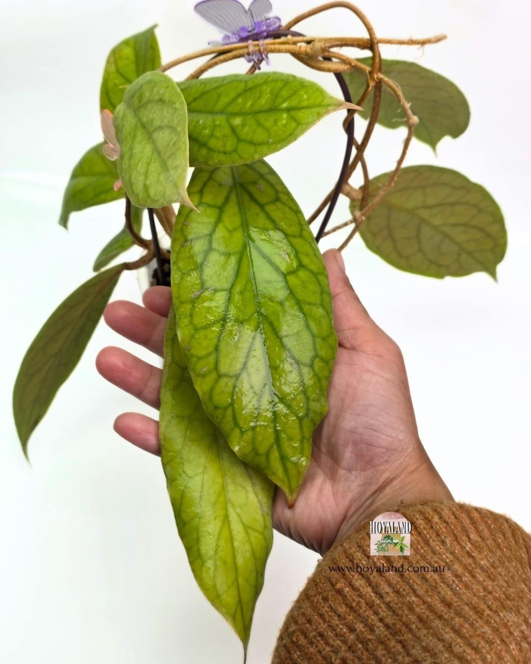 🍂 Large leaf hybrid Hoya (eryrthrina x incrassata) Golden Eye A