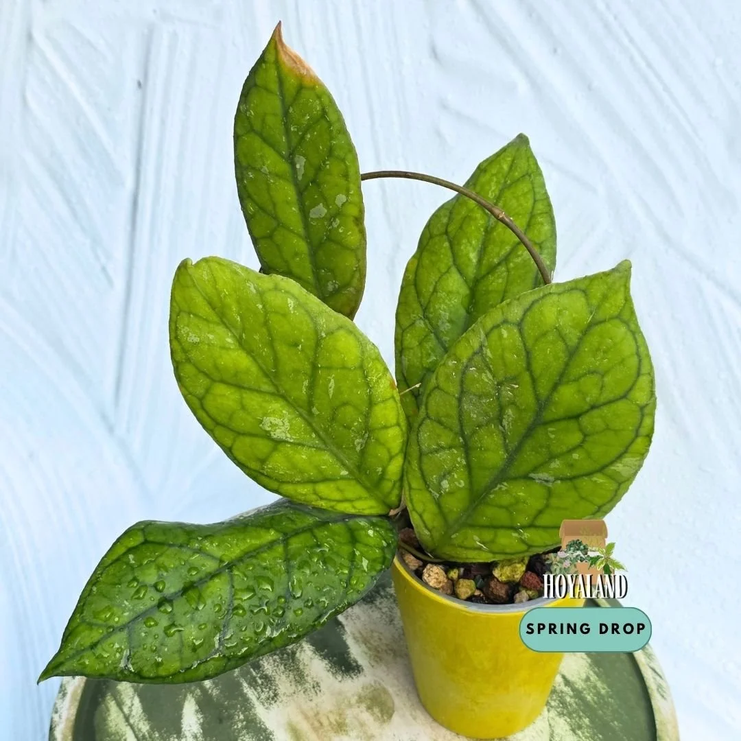 Hoya Irina (2).jpg