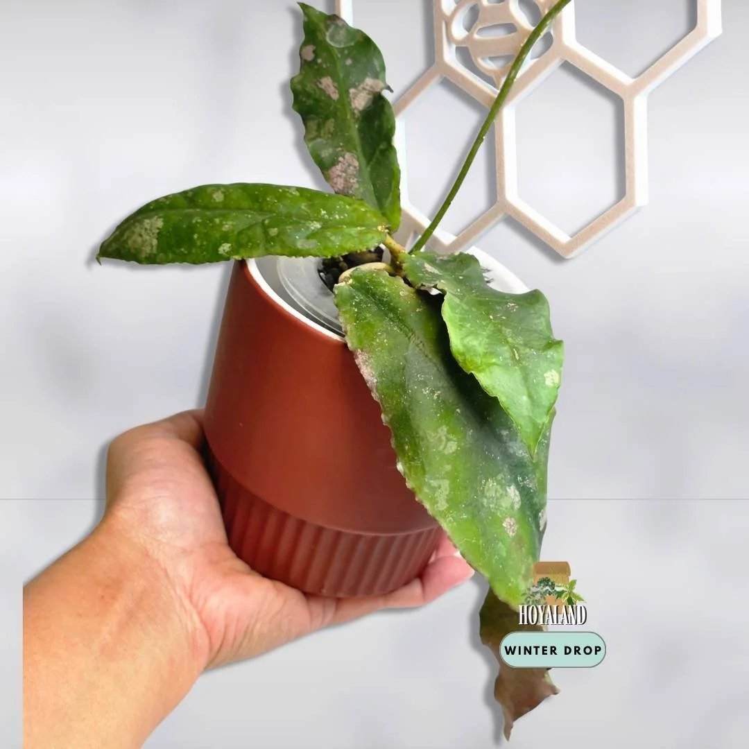 Hoya undulata (3).jpg