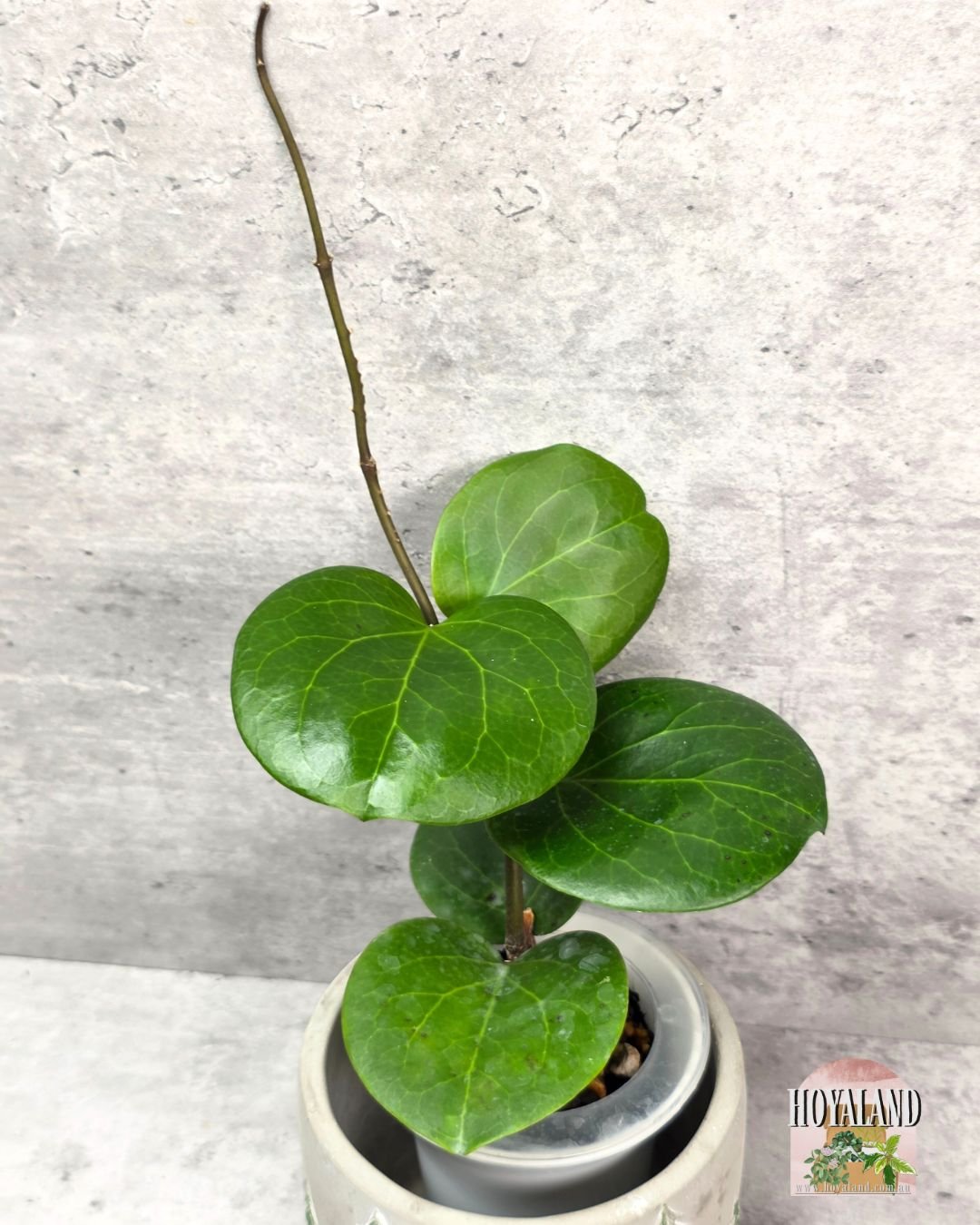 Hoya Rhiannon (4).jpg