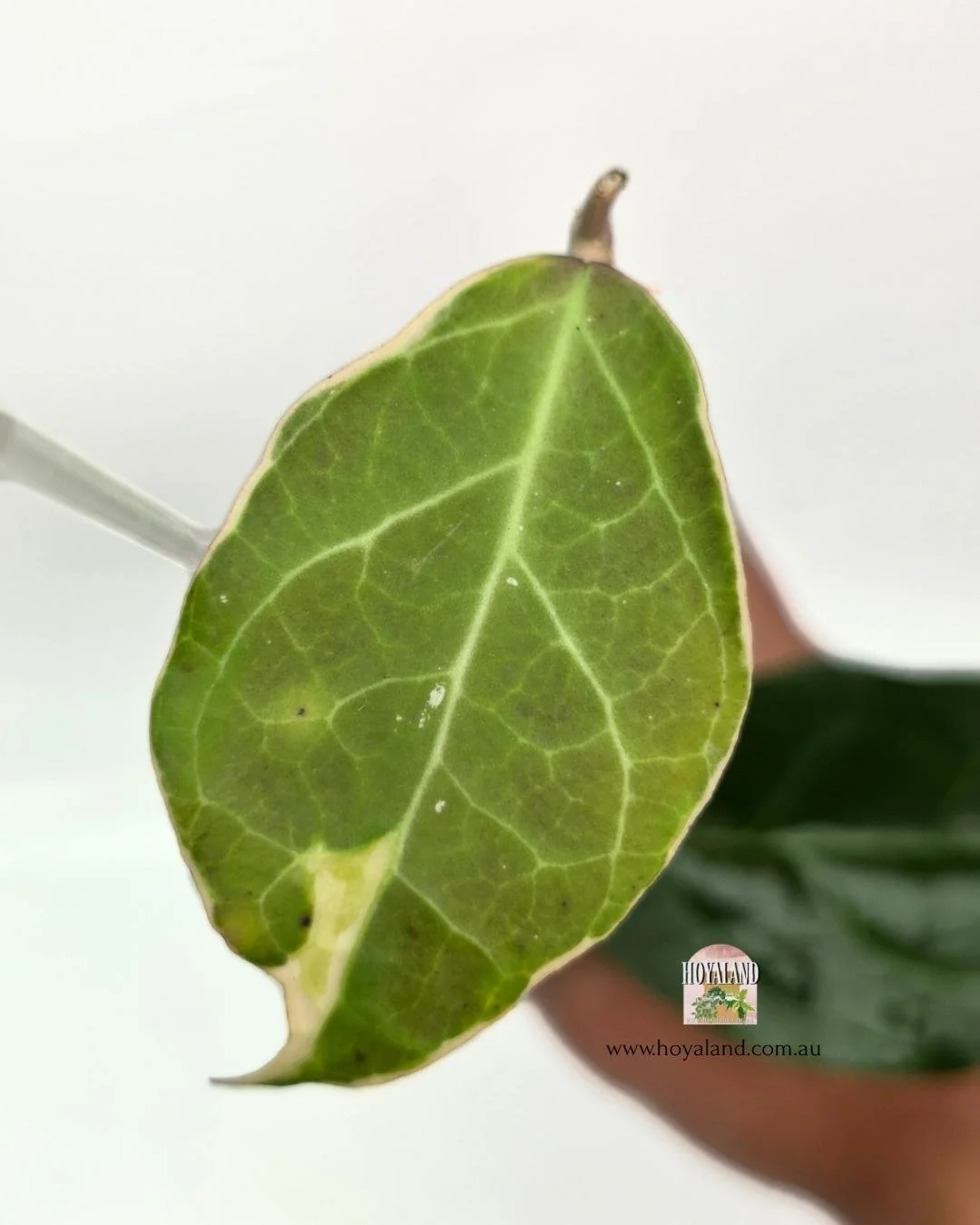 Hoya verticillata tanggamus albo (2).jpg