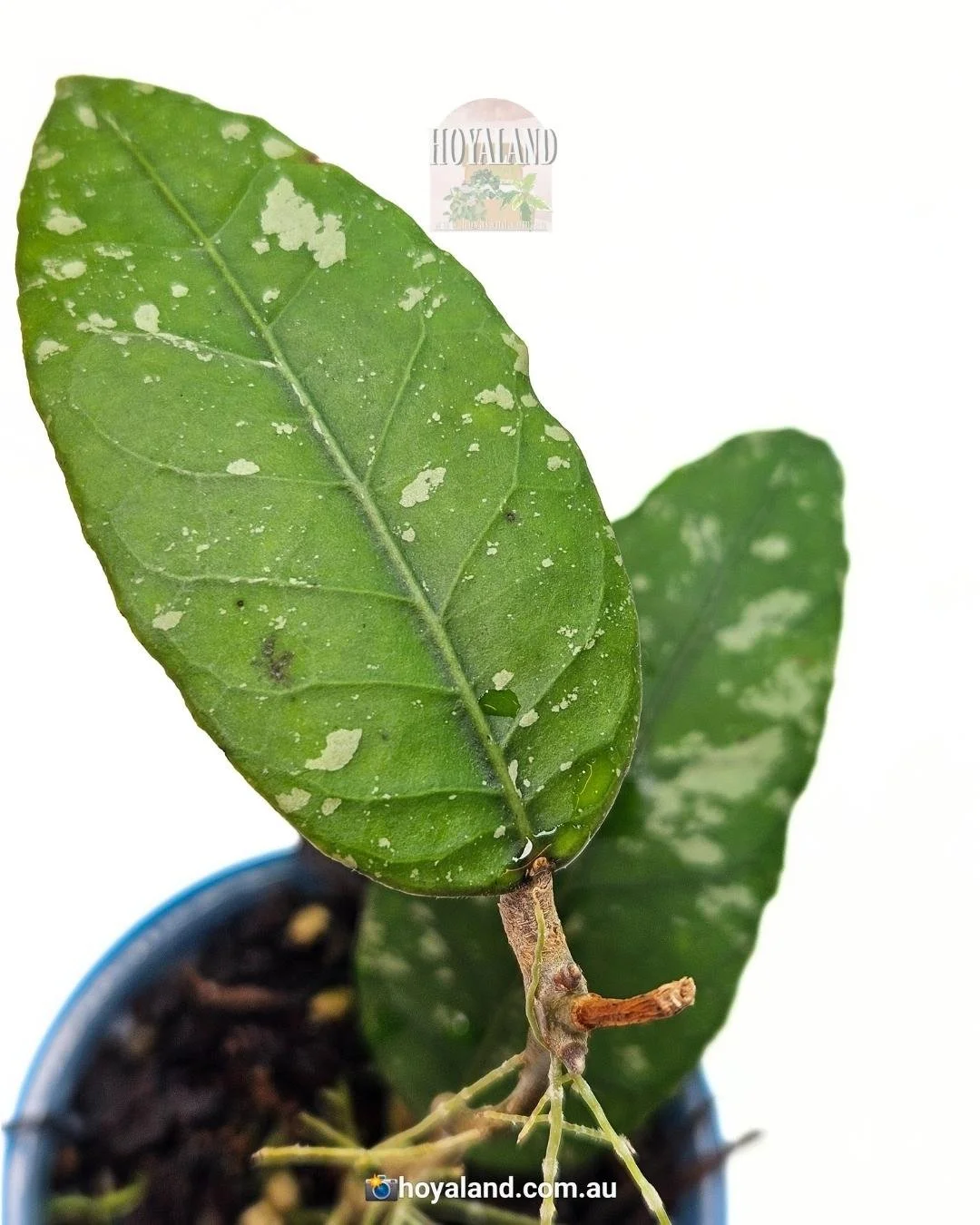 Hoya meredithii aceh kopi montain (6).jpg
