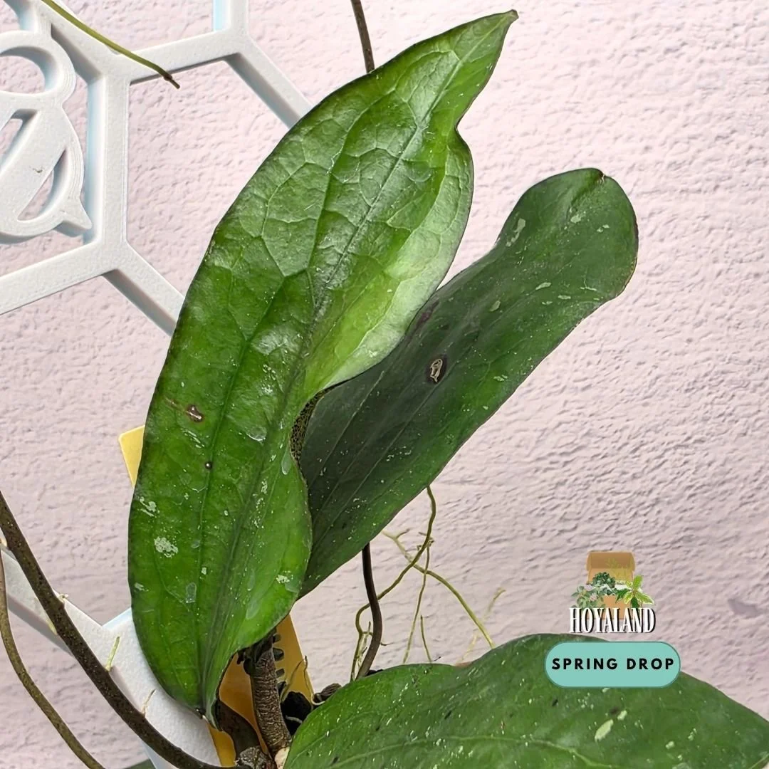 Hoya erythrina bacho (7).jpg