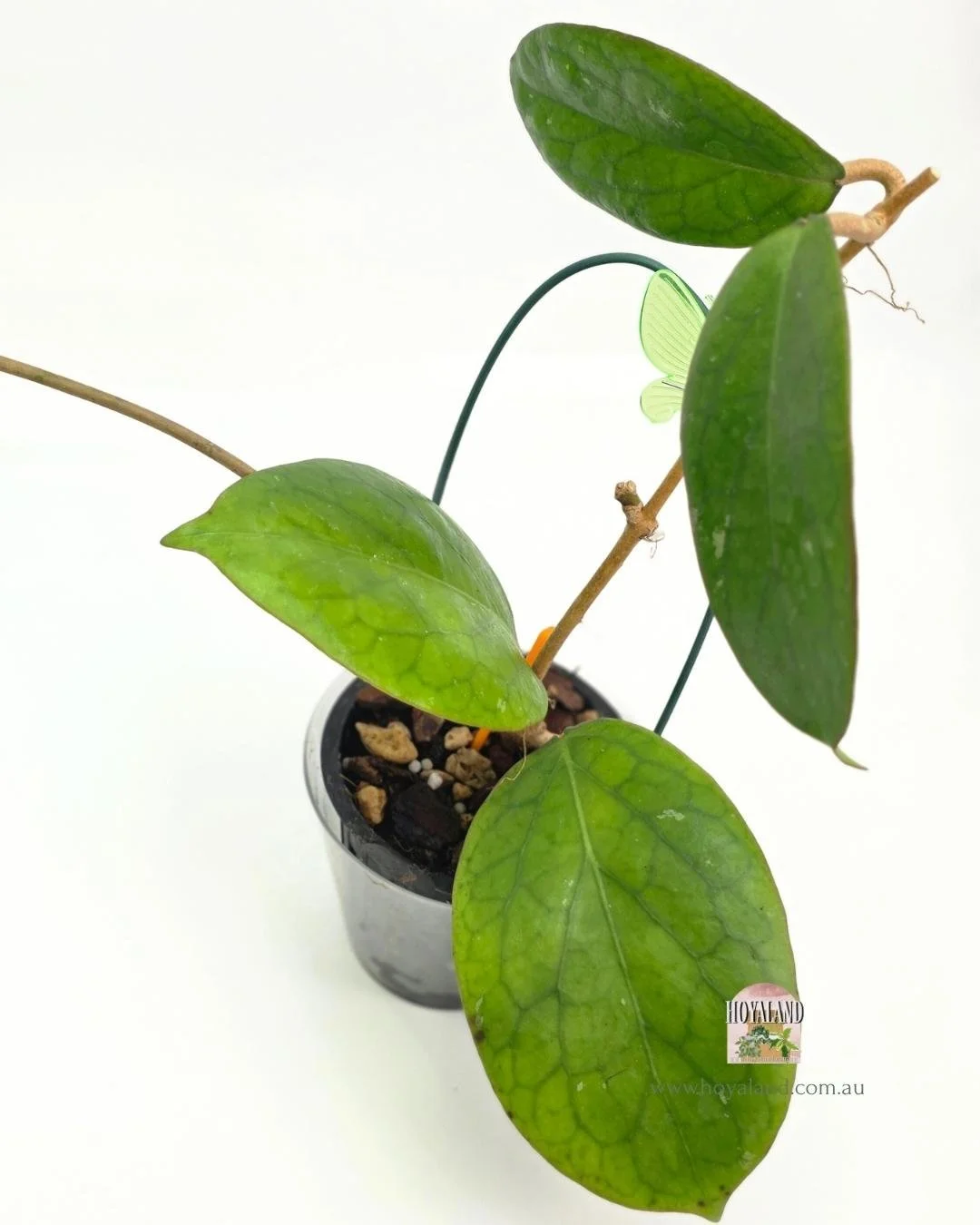 Hoya AH Red Edge A.jpg