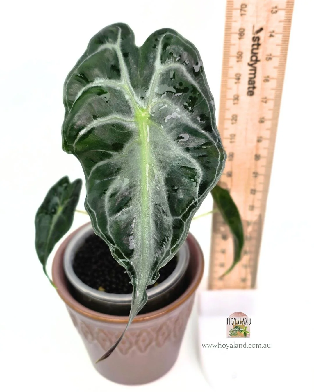 🍂  Alocasia Venom Corm Grown