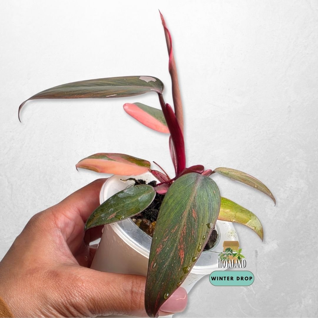 Philodendron Fire Princess grown from node displaying rich fiery variegation