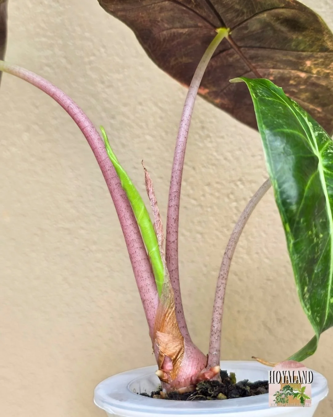 Alocasia nairobi nights aurea (3).jpg