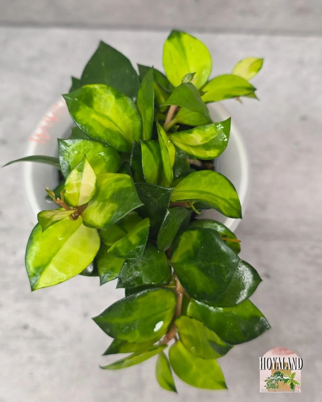 Hoya Asami Reverse (3).jpg