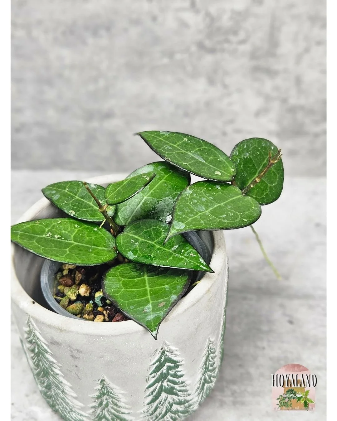 Hoya verticillata black margin b (3).jpg