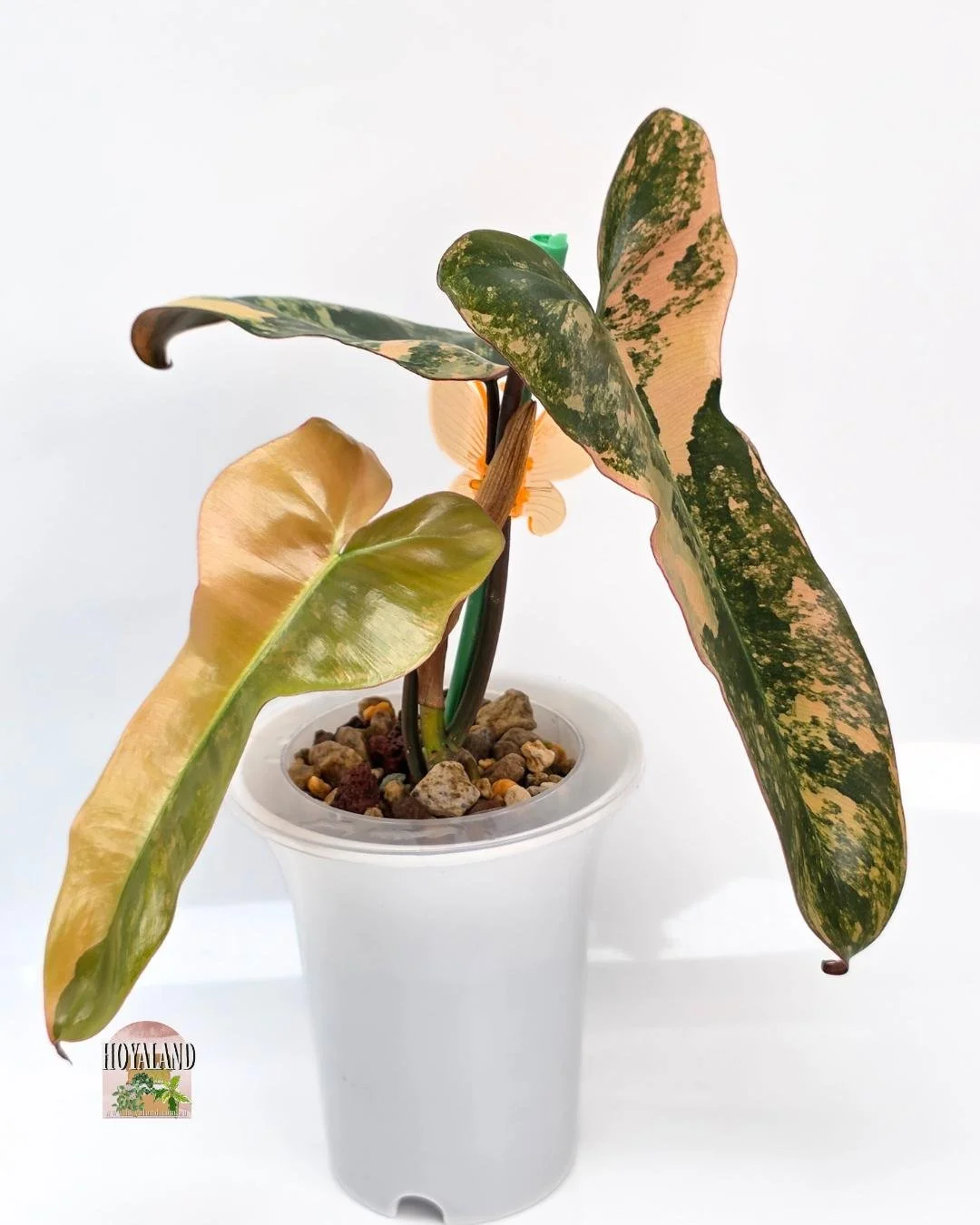 Philodendron brown beauty (5).jpg