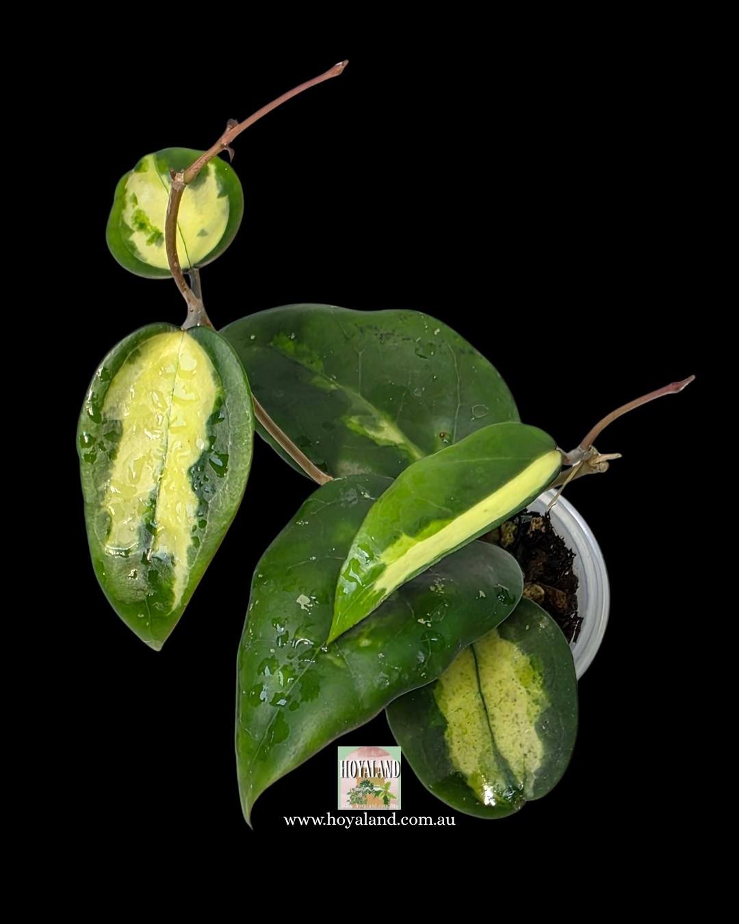 Hoya verticillata panglay inner (4).jpg